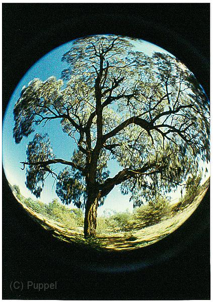 Australien 1998 D1950_s.jpg